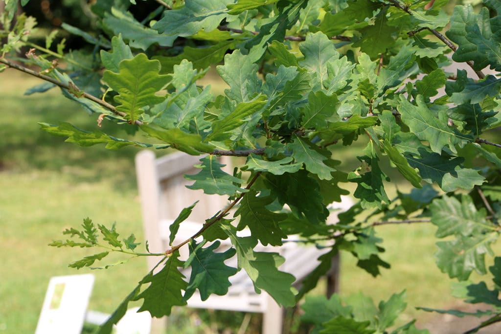 Baumarten, Stieleiche (Quercus robur)