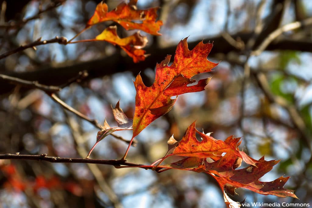 Sumpfeiche - Quercus palustris