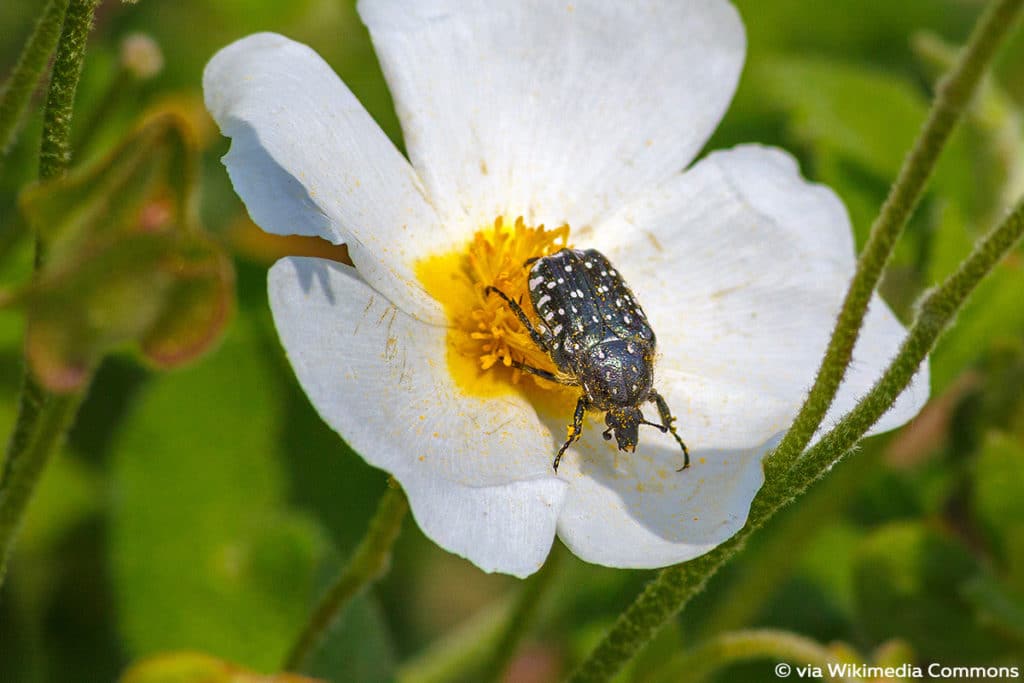 Trauer-Rosenkäfer (Oxythyrea funesta) Käferarten