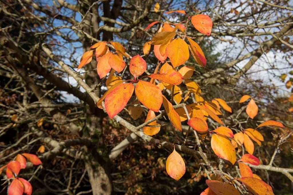 Tupelobaum - Nyssa sylvatica, rote Blätter im Herbst