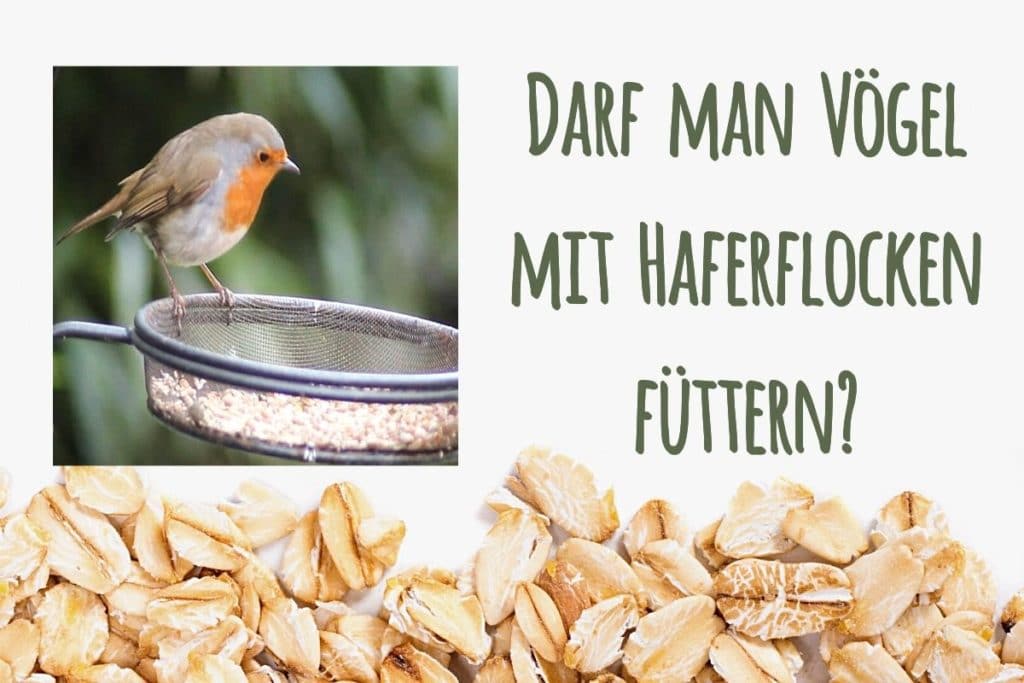 Vögel mit Haferflocken füttern was ist erlaubt