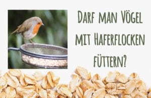 Vögel füttern mit Haferflocken