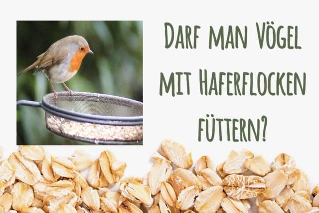 Vögel füttern mit Haferflocken