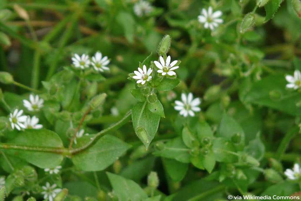 Vogelmiere (Stellaria media), bodendeckendes Unkraut