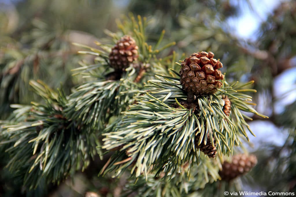 Waldkiefer (Pinus sylvestris