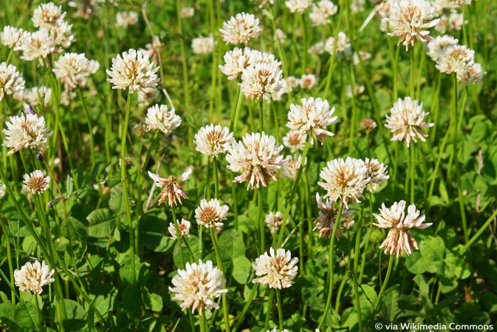 Weißklee (Trifolium repens)