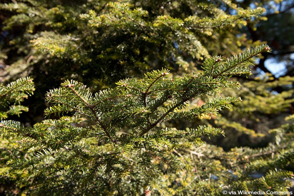 Weißtanne (Abies alba)