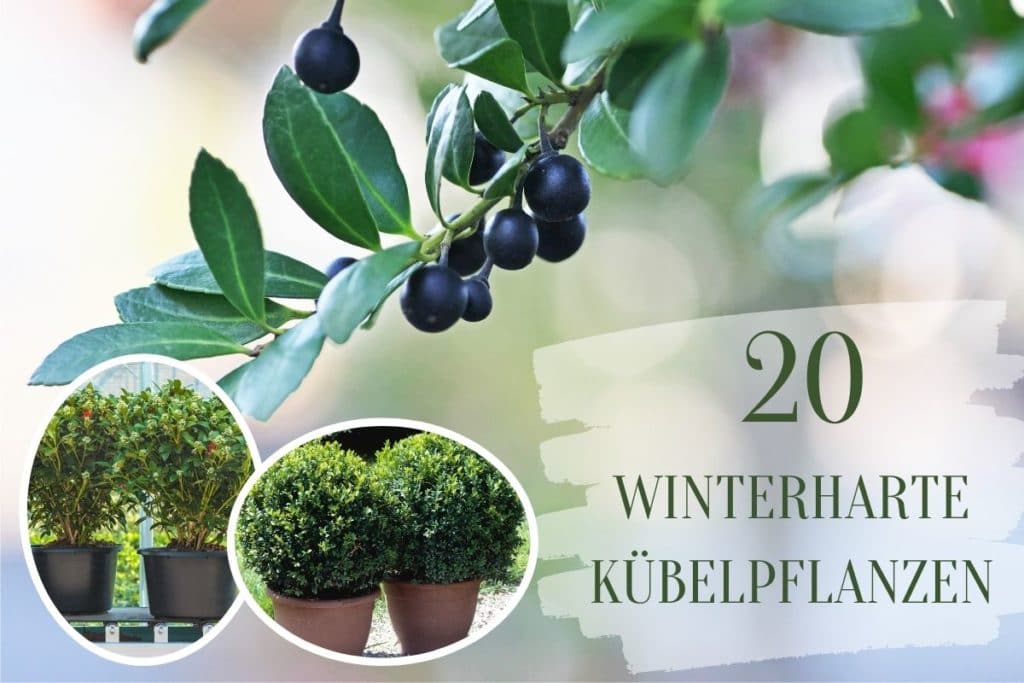 pflanzen für kübel sonnig winterhart