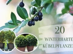 Was es vorm Kaufen die Datura pflanze zu analysieren gibt