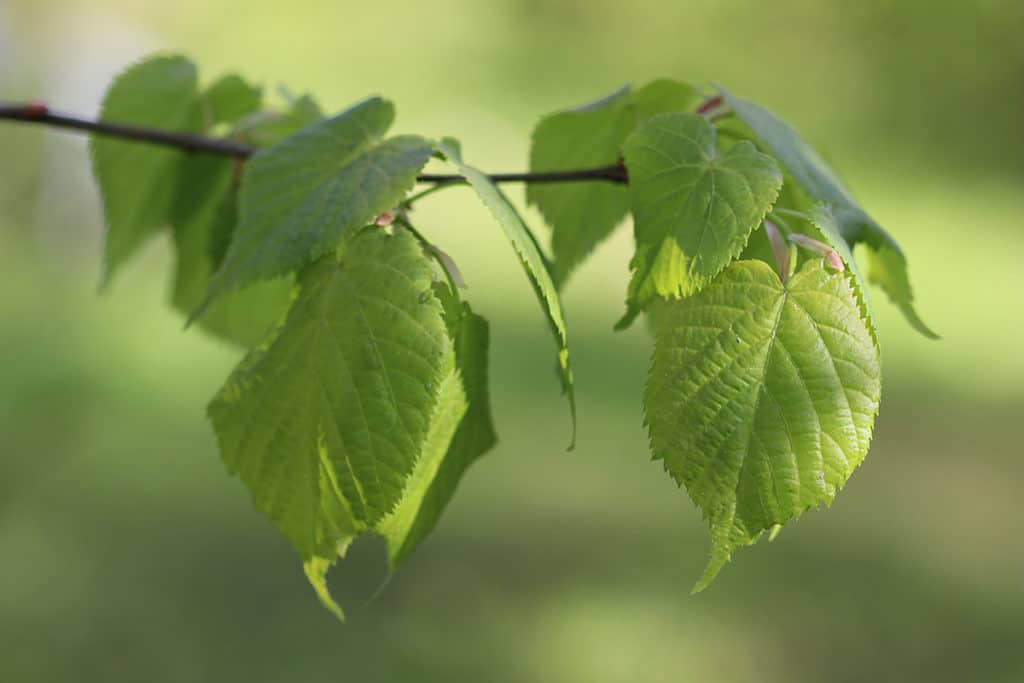 Tilia cordata, Winterlinde