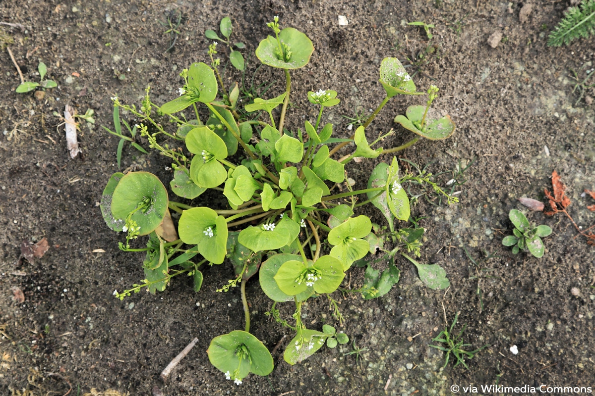 Claytonia perfoliata, Winterportulak, Salat