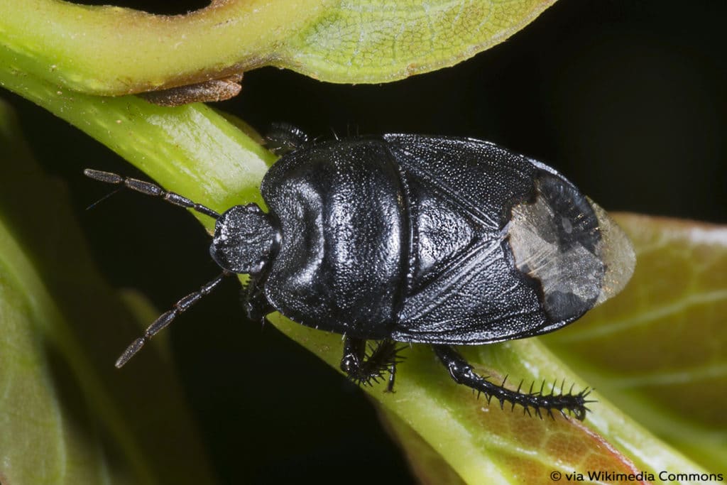 Wolfsmilch Erdwanze (Cydnus aterrimus)