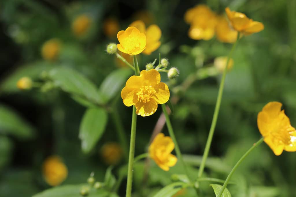 Wollige Hahnenfuß[1] (Ranunculus lanuginosus