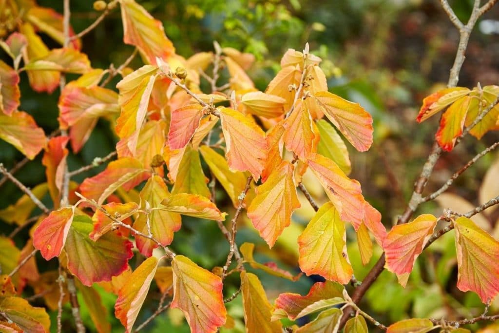 Zaubernuss – Hamamelis, rote Blätter im Herbst