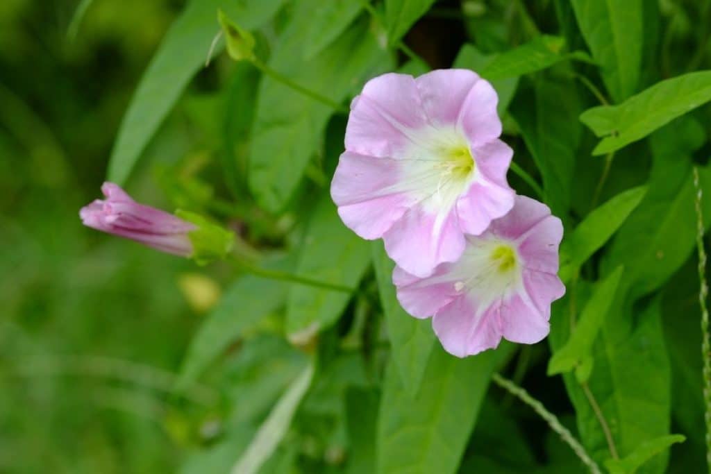 Zaunwinde (Calystegia)