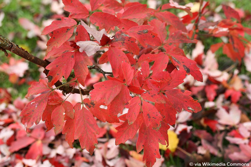 Zimtahorn - Acer griseum