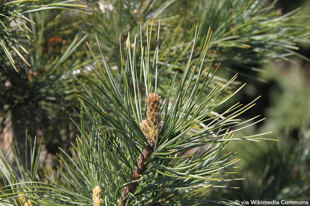 Zirbe (Pinus cembra)