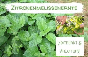 Zitronenmelissenernte