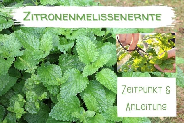 Zitronenmelissenernte