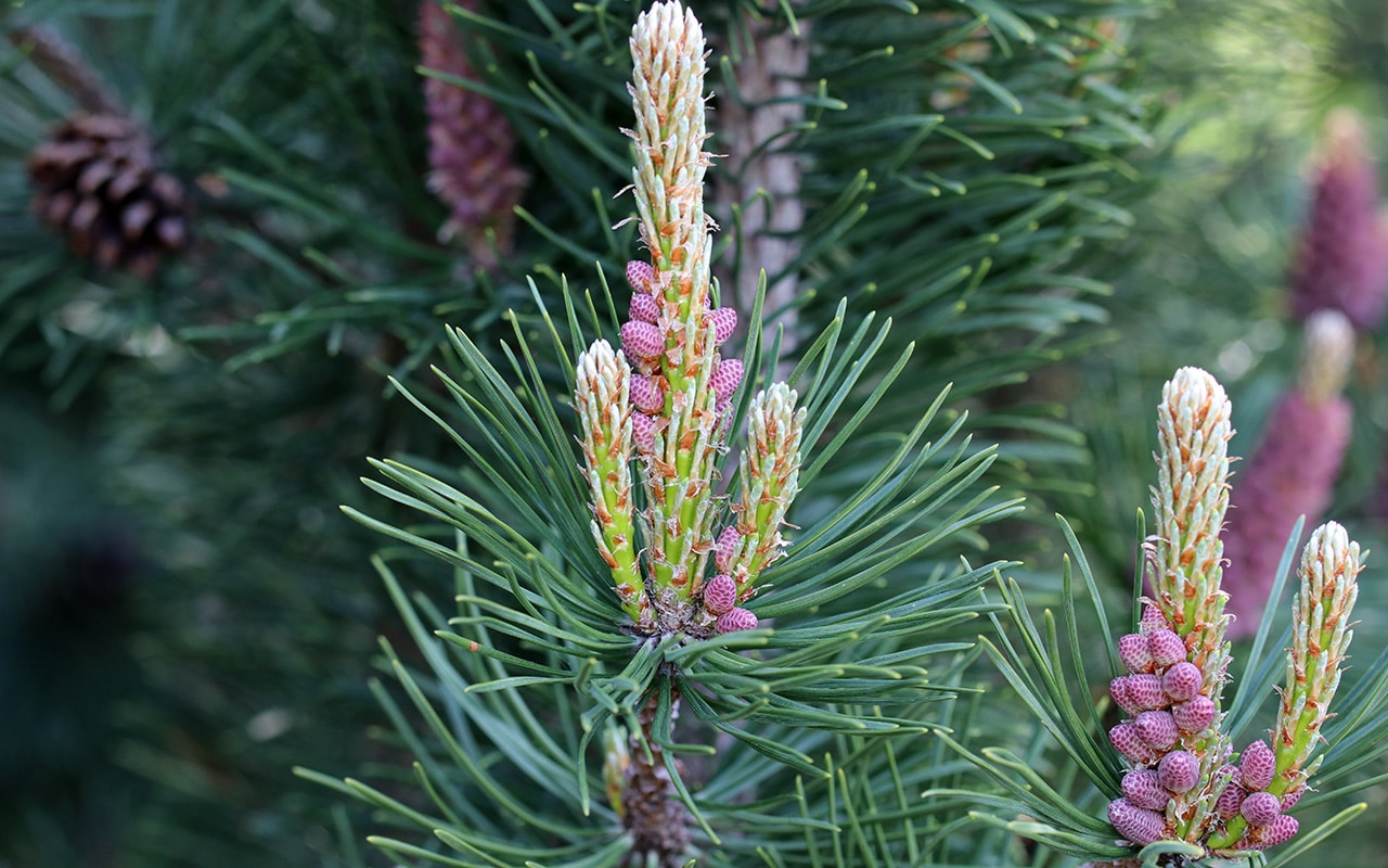 Zwerg-Kiefer (Pinus mugo)