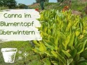 Indisches Blumenrohr, Canna Pflanzen, Pflege und Vermehren