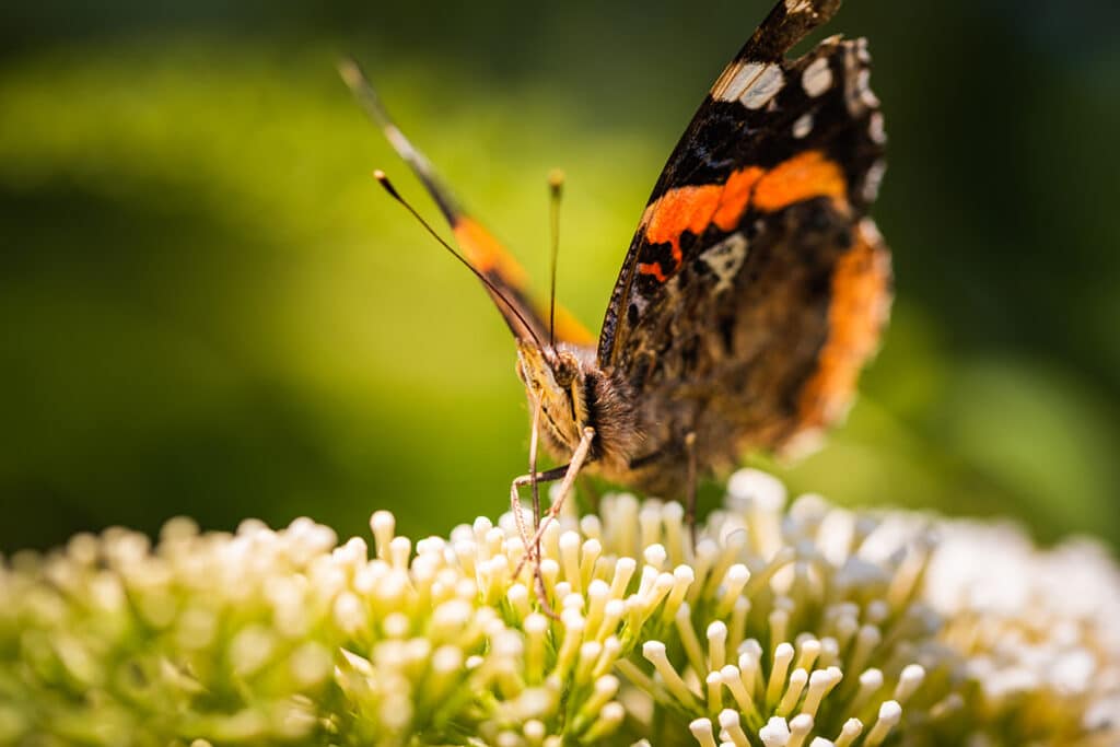 Vanessa atalanta