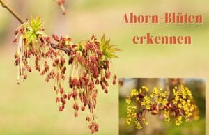 Ahorn-Blüten