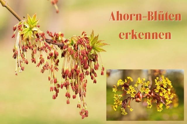 Ahorn-Blüten