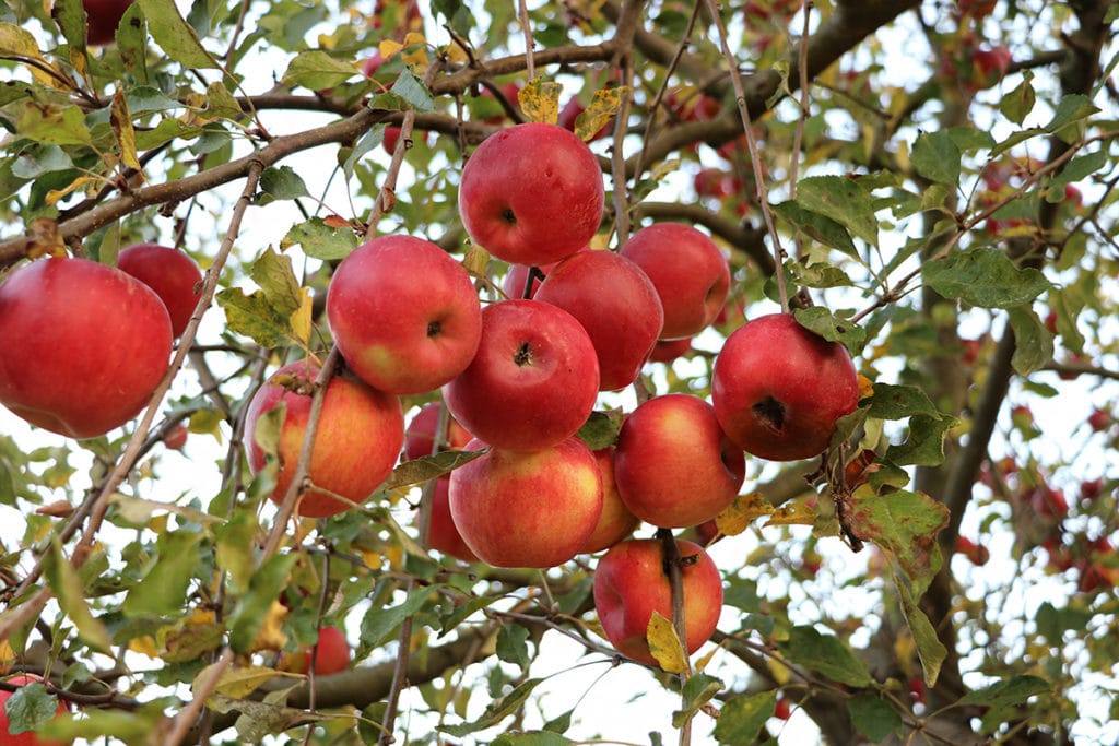 Apfelbaum schneiden