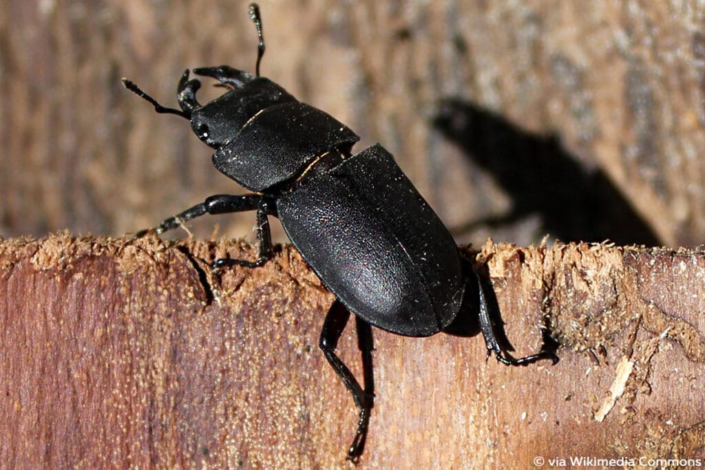 Balkenschröter (Dorcus parallelipipedus)