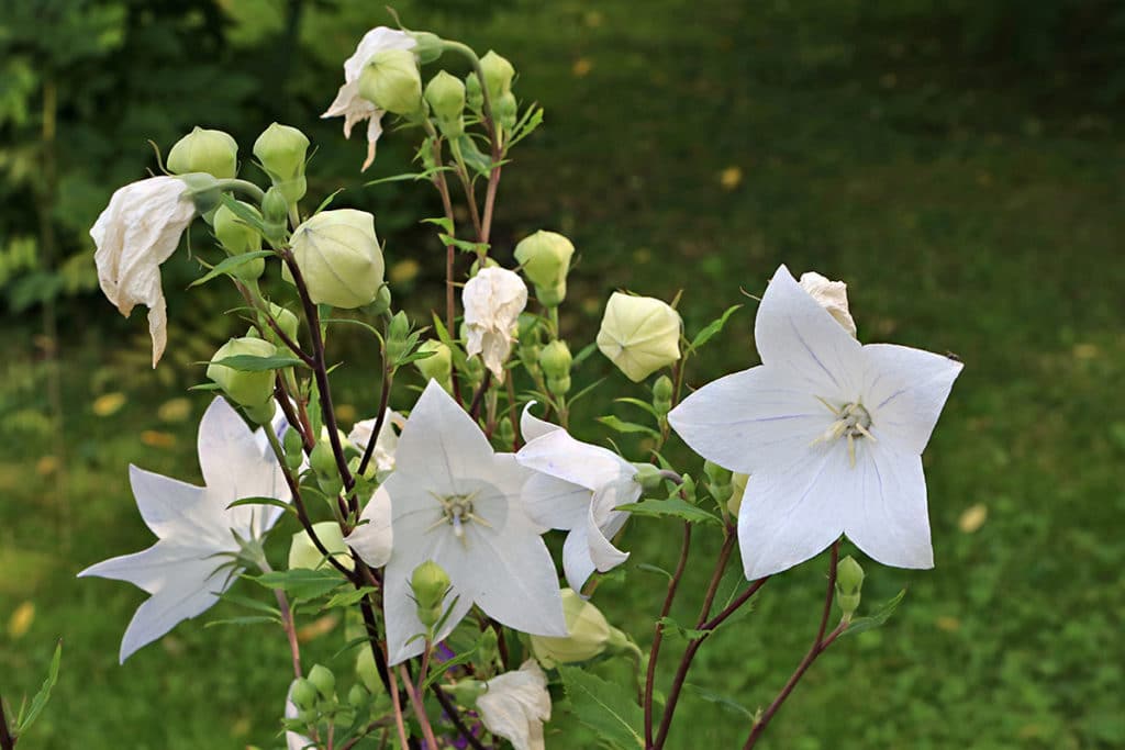 Ballonblume (Platycodon grandiflorus)