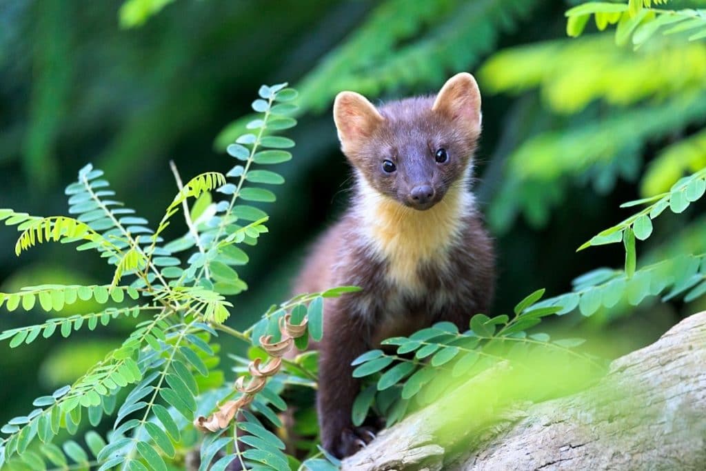 Baummarder, Marderarten