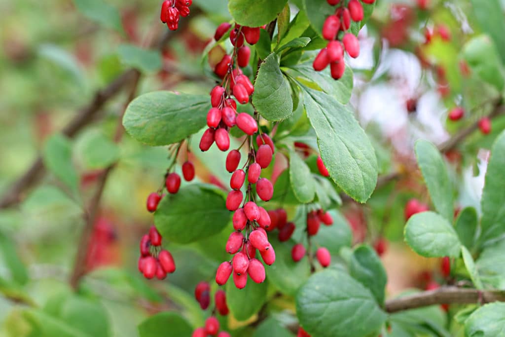 Berberitzen (Berberis)