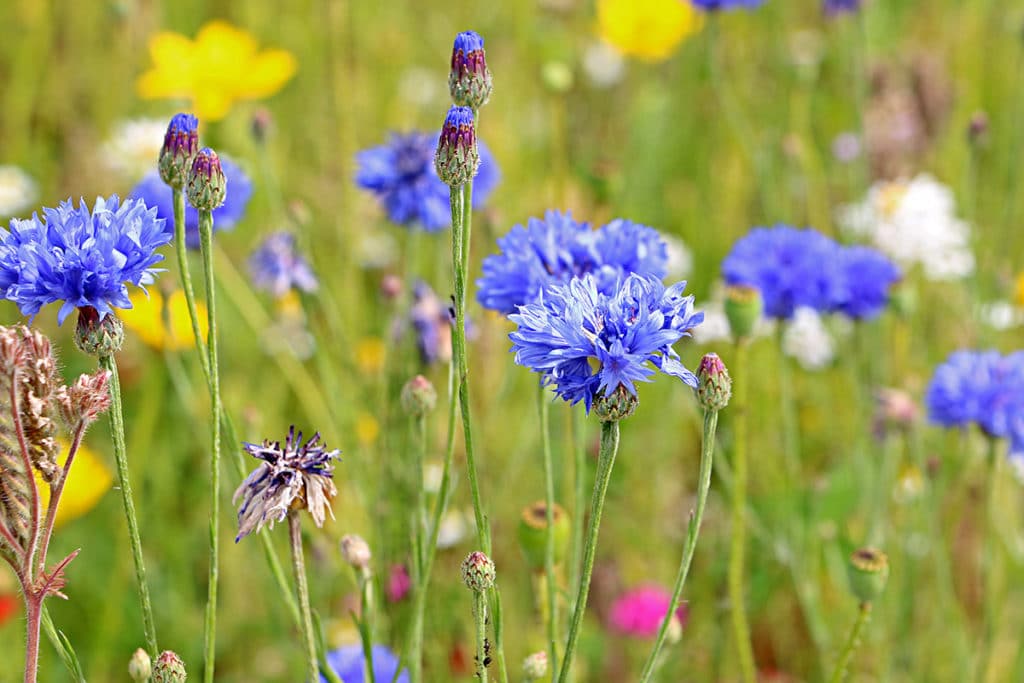 Berg-Flockenblume, Centaurea montana, Schneiden