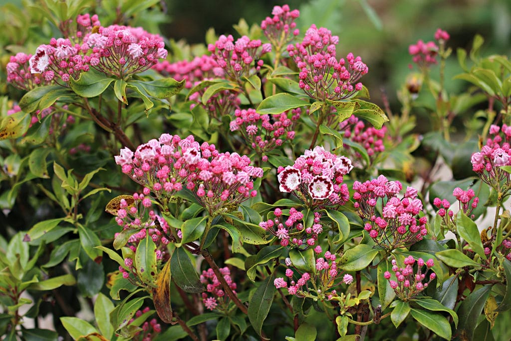 Berglorbeer, Lorbeerrose (Kalmia latifolia)