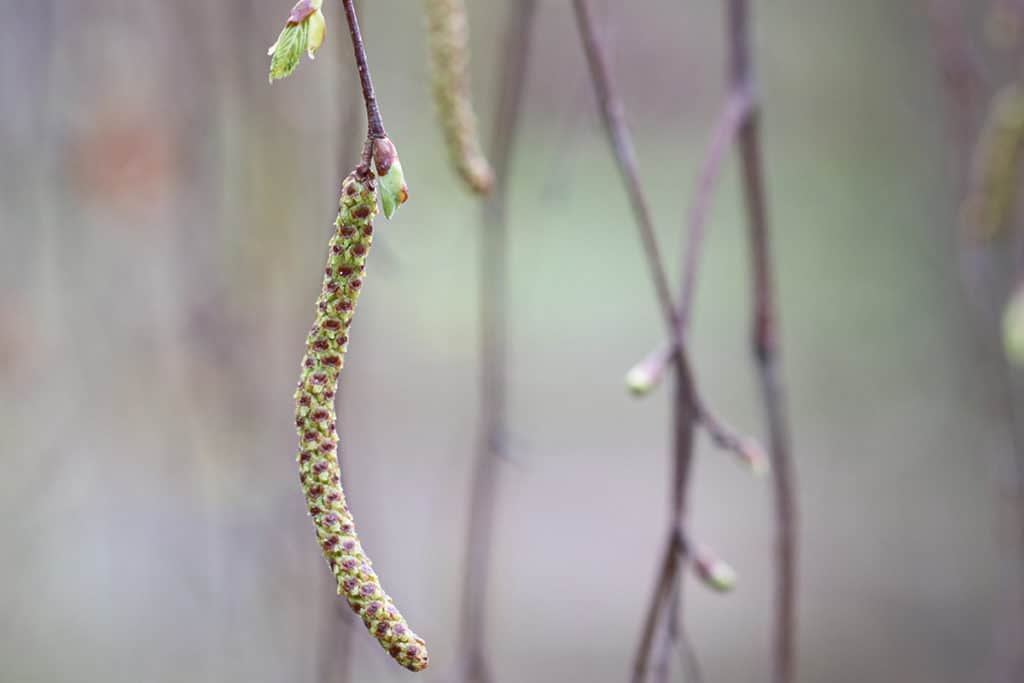 Birke, Birkenblüte