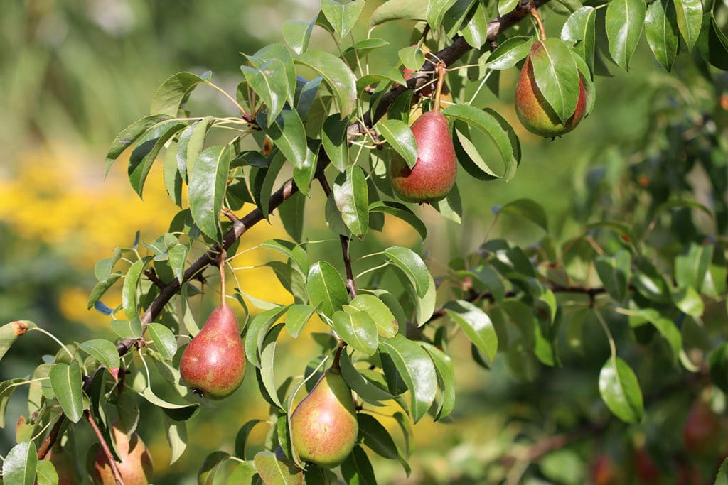 Birnenbaum