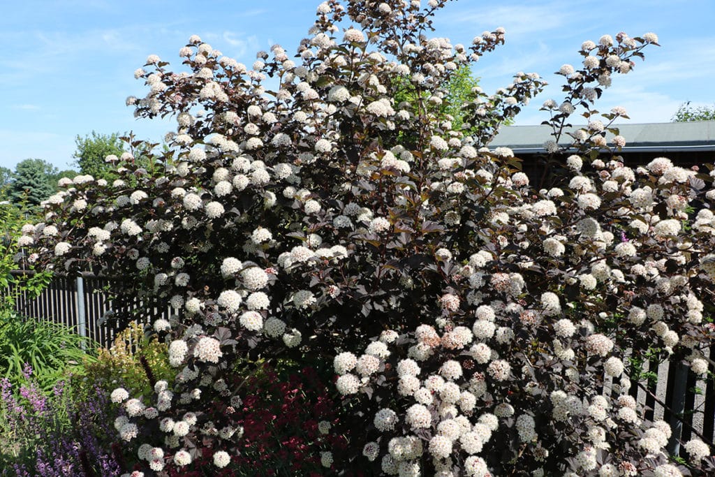 Blasenspiere (Physocarpus opulifolius), Schattengehölze