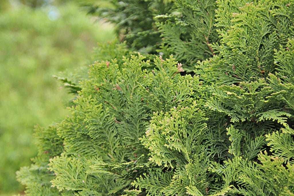 Blaue Scheinzypresse (Chamaecyparis lawsoniana), Schattengehölze