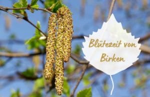 Blütezeit von Birken