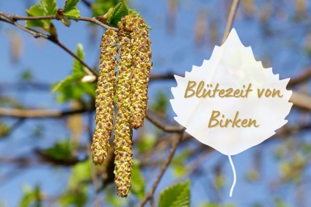 Blütezeit von Birken