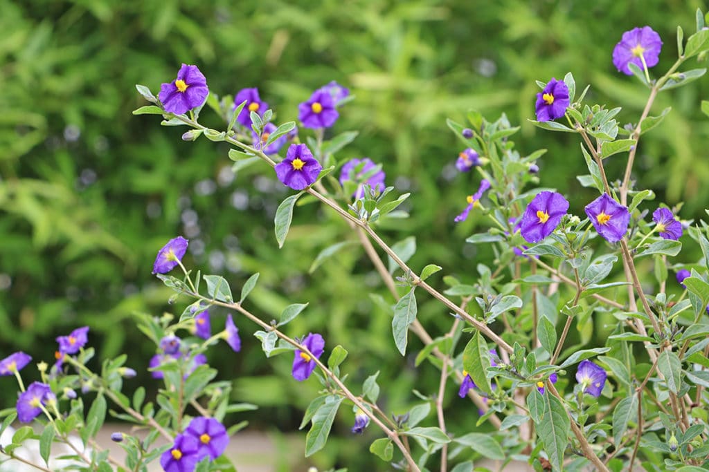 Enzianstrauch (Lycianthes rantonnetii)