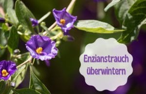 Enzianstrauch überwintern