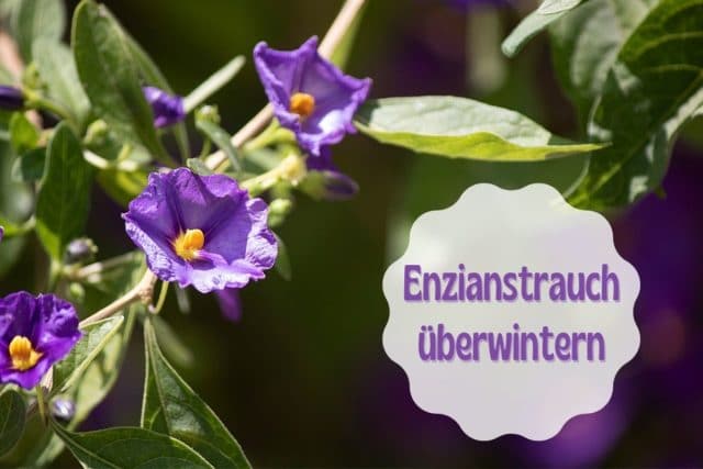 Enzianstrauch überwintern