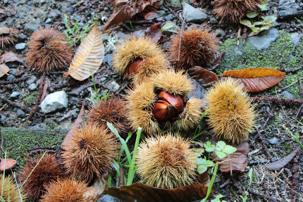 Esskastanien (Castanea sativa)