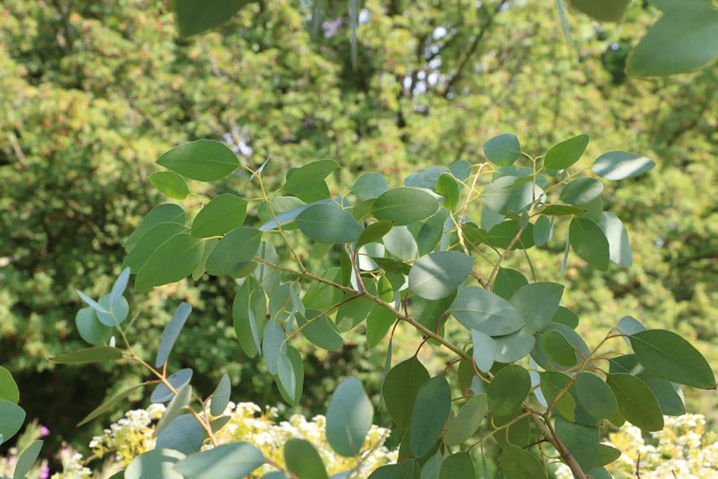 Eucalyptus