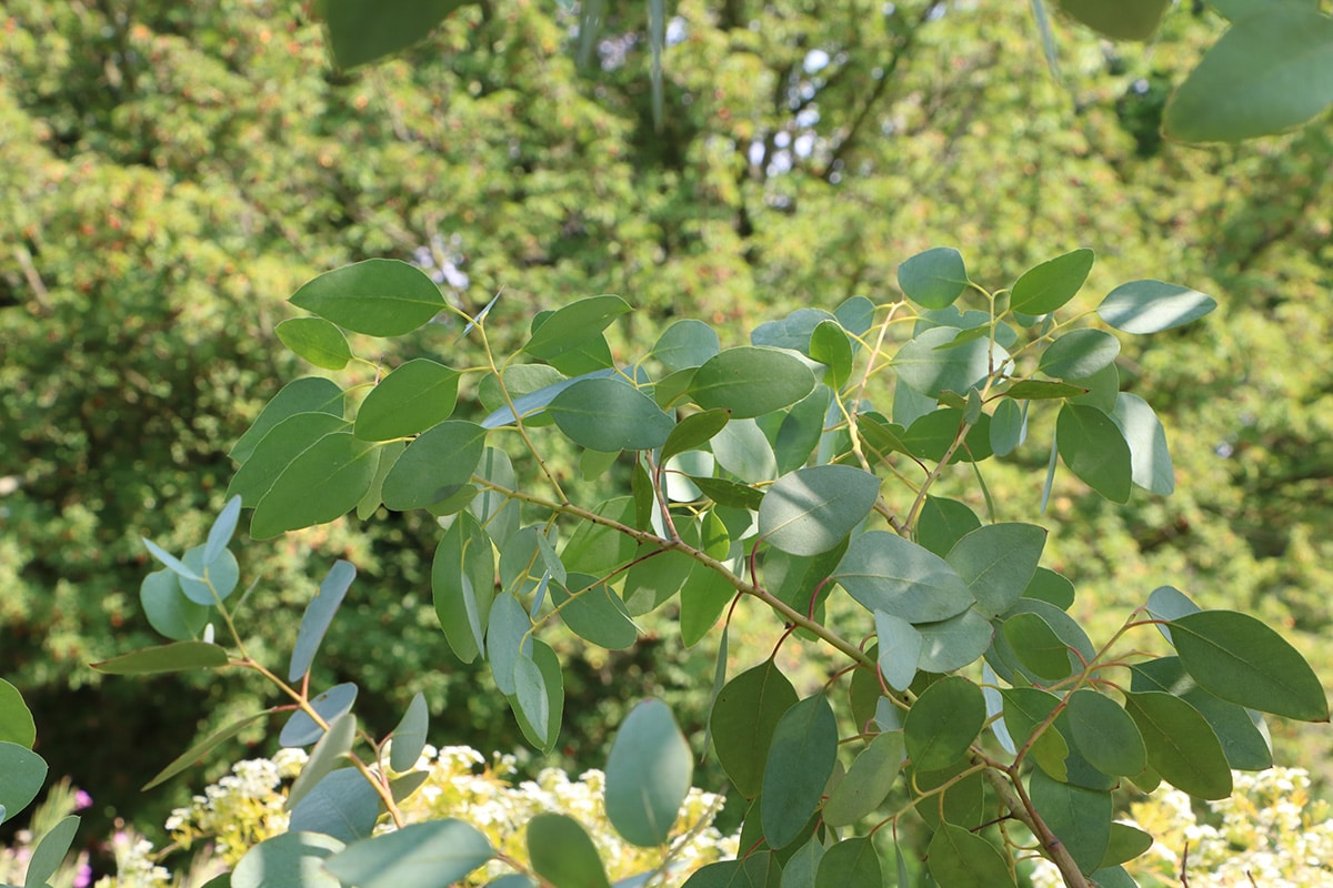 Eukalyptus im Topf überwintern 11 PflegeTipps
