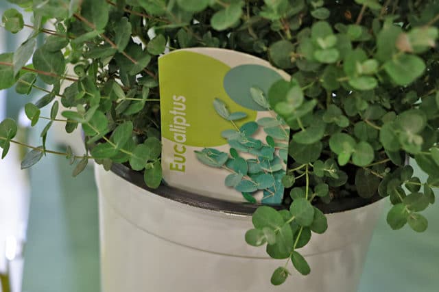 Eukalyptus im Topf überwintern 11 PflegeTipps