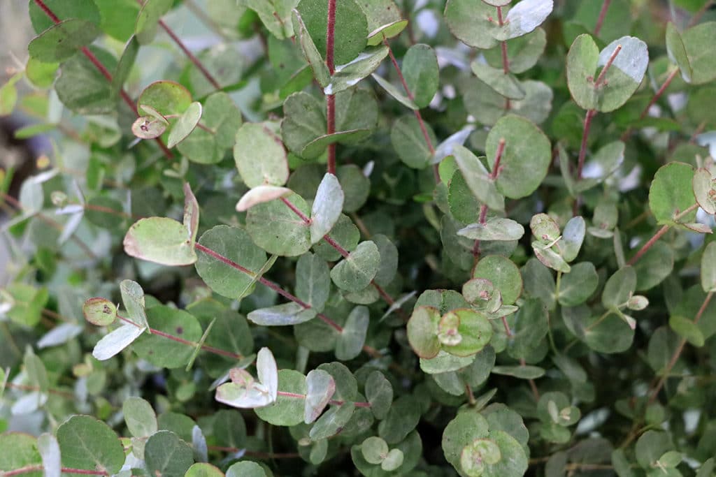 Eukalypten (Eucalyptus)