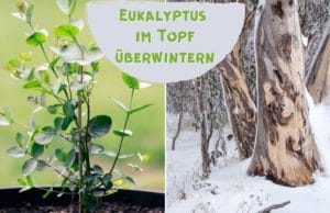 Eukalyptus im Topf überwintern